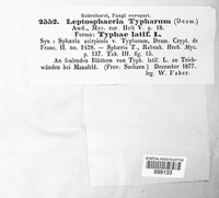 Leptosphaeria typharum image